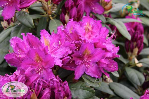Rhododendron Libretto